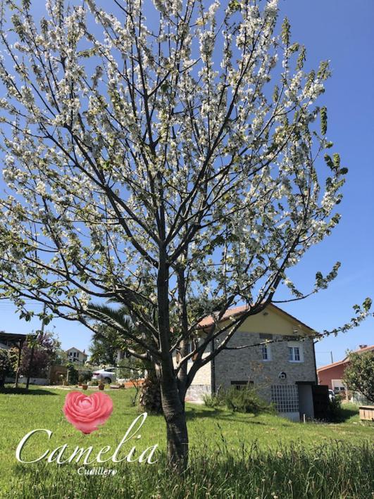 Camelia Casina Rural Villa Albuerne Exterior foto